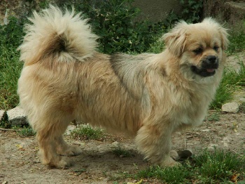 Bouba des loups de Virginie